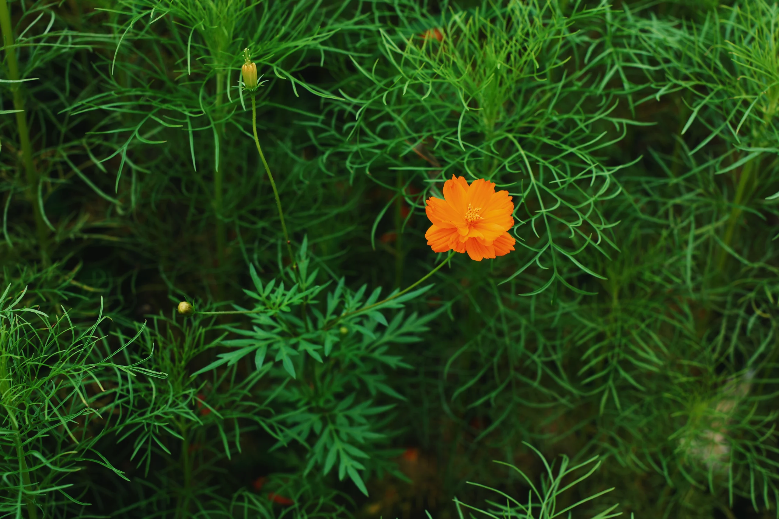 谁会拒绝一片花海呢